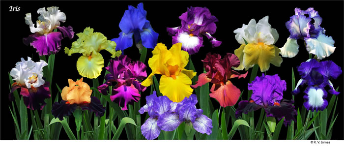 ds-156 iris garden black.jpg